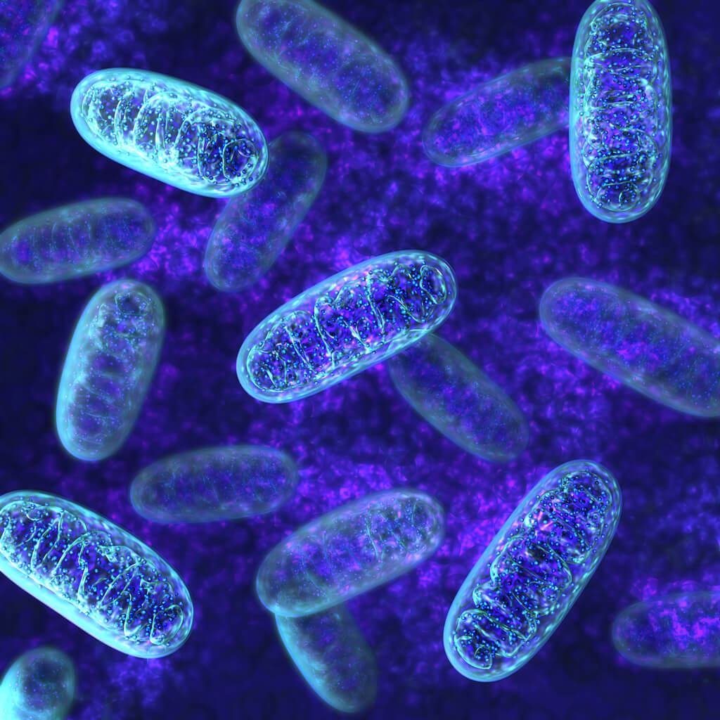 Cellular Ageing: one of the eight ageing domains FitnessGenes analyses